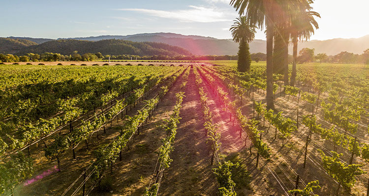 Penfolds sub-region winemaking