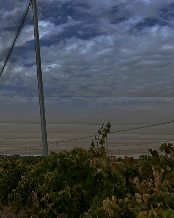 New netted vineyard canopy at Koonunga Hill