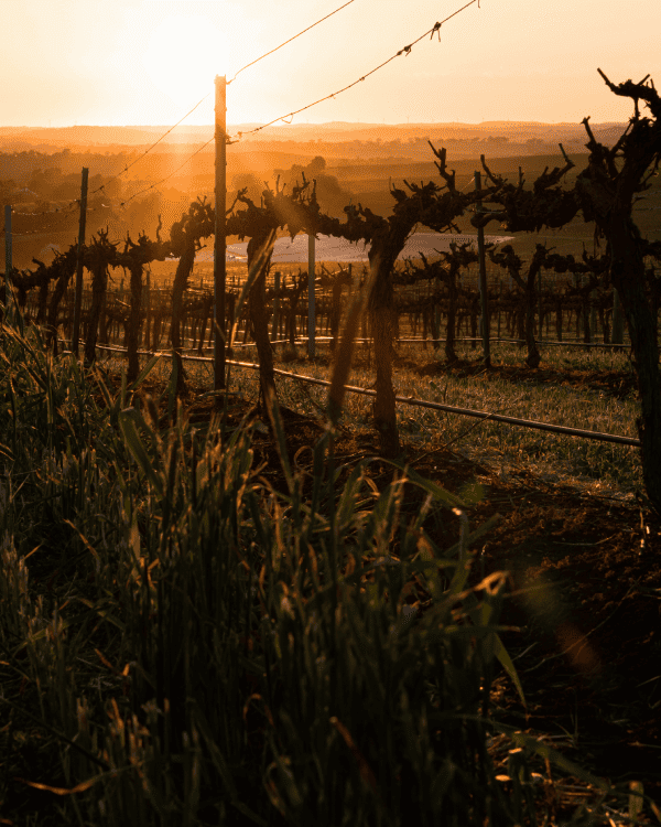 AUSTRALIAN RECIPIENTS