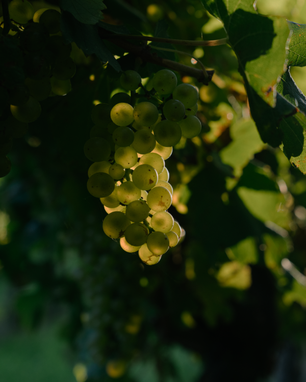 Penfolds Asia Pacific Scholarship 2024