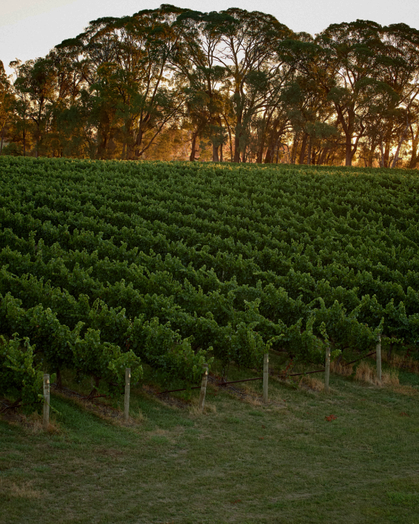 Penfolds Evermore receives Social Excellence Award