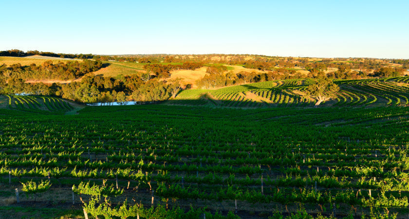 The Penfolds Riesling Story