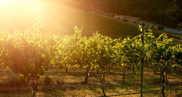 Penfolds multi-region winemaking