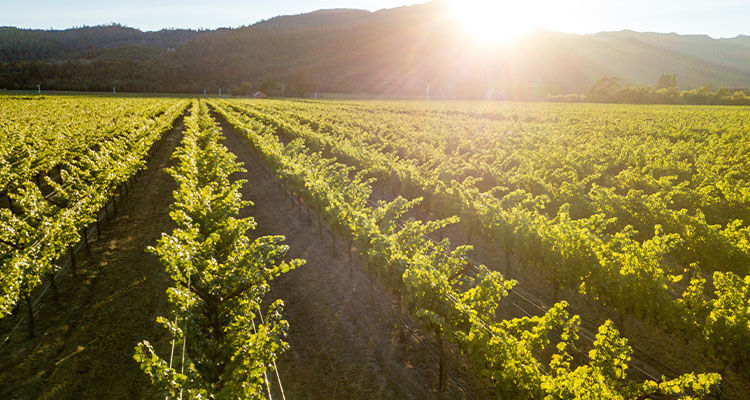 Penfolds multi-country winemaking
