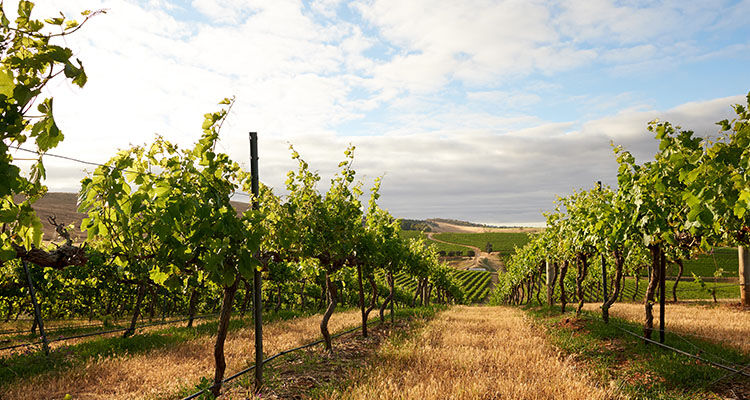 Penfolds single-region winemaking