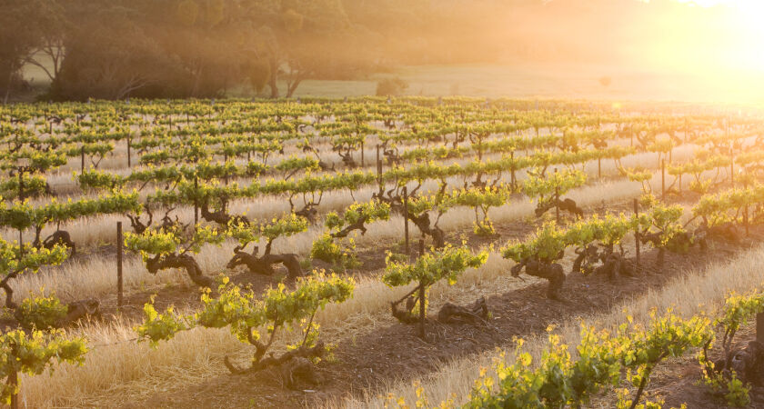 Our Grenache Story