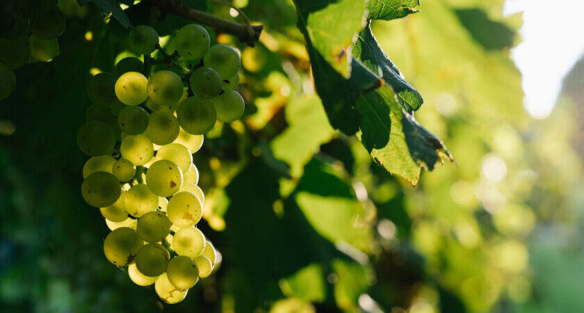 The Penfolds Chardonnay Story