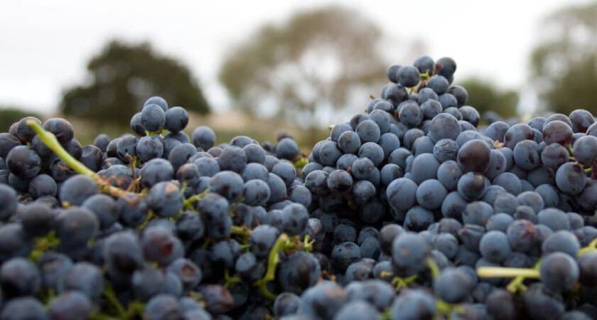 The Origins of Cabernet Shiraz