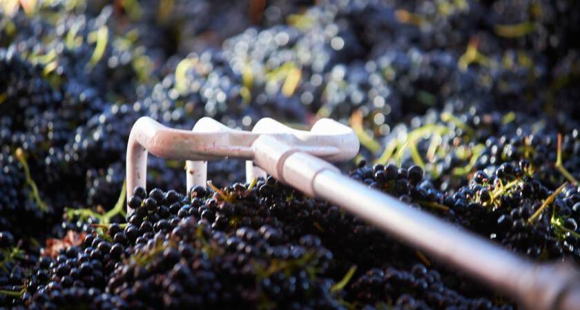 Discover Penfolds Shiraz