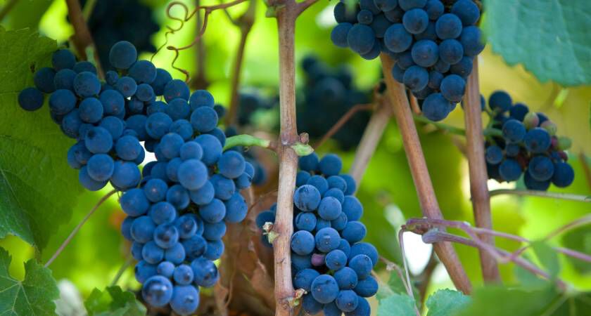 Penfolds & Pinot Noir